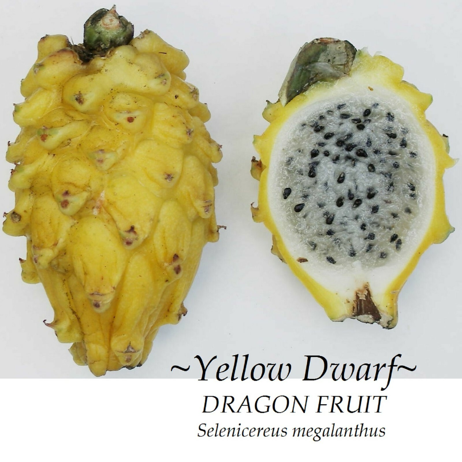 ~Yellow Dwarf~ DRAGON FRUIT Pitaya Cactus Selenicereus megalanthus 25 LIVE SEEDS