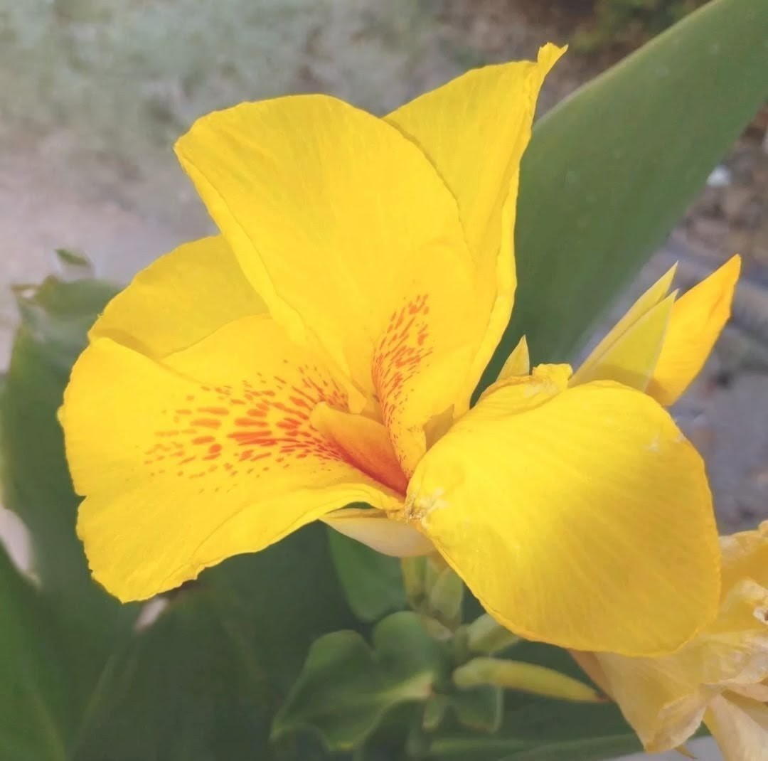 8 Canna Bulbs w/Roots FRESHLY DUG PLANTS Yellow Flowers w/Red Speckled Throats