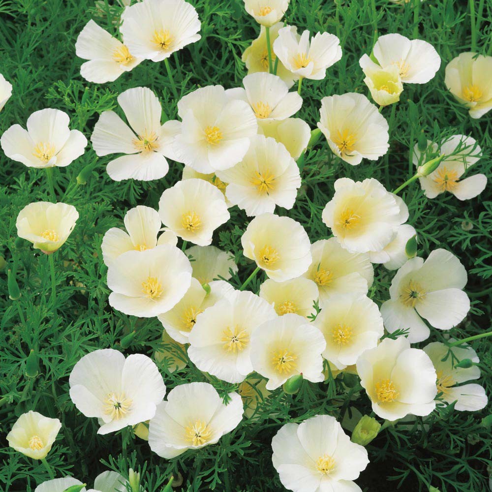 Ivory Castle California Poppy Seeds 250+ Flower Eschscholzia ANNUAL FREE S&H