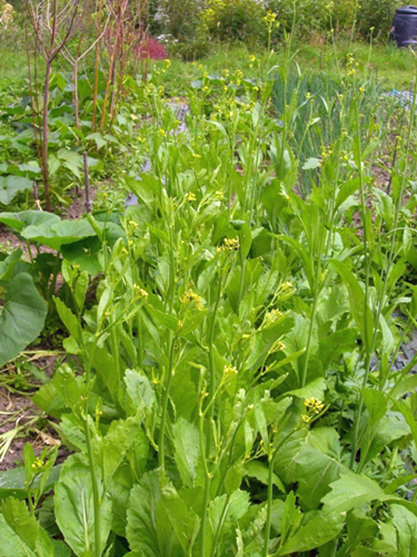 MUSTARD GREENS SEED, OLD FASHIONED, HEIRLOOM, NON GMO, 25+ SEEDS, GREEN