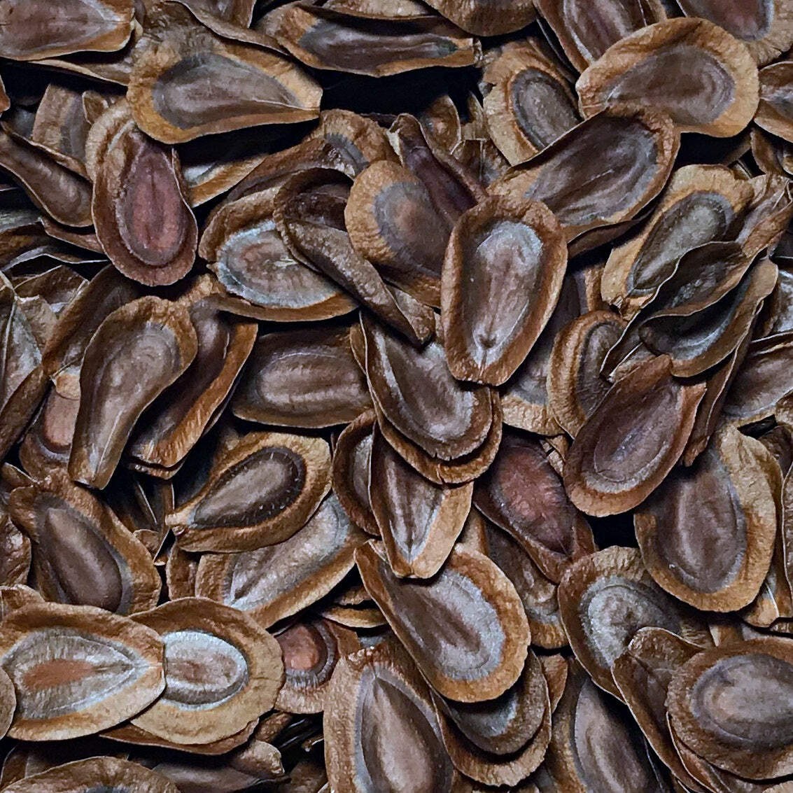 Rose Milkweed Seeds (Asclepias incarnata) ~Native Wildflower Pollinator Garden