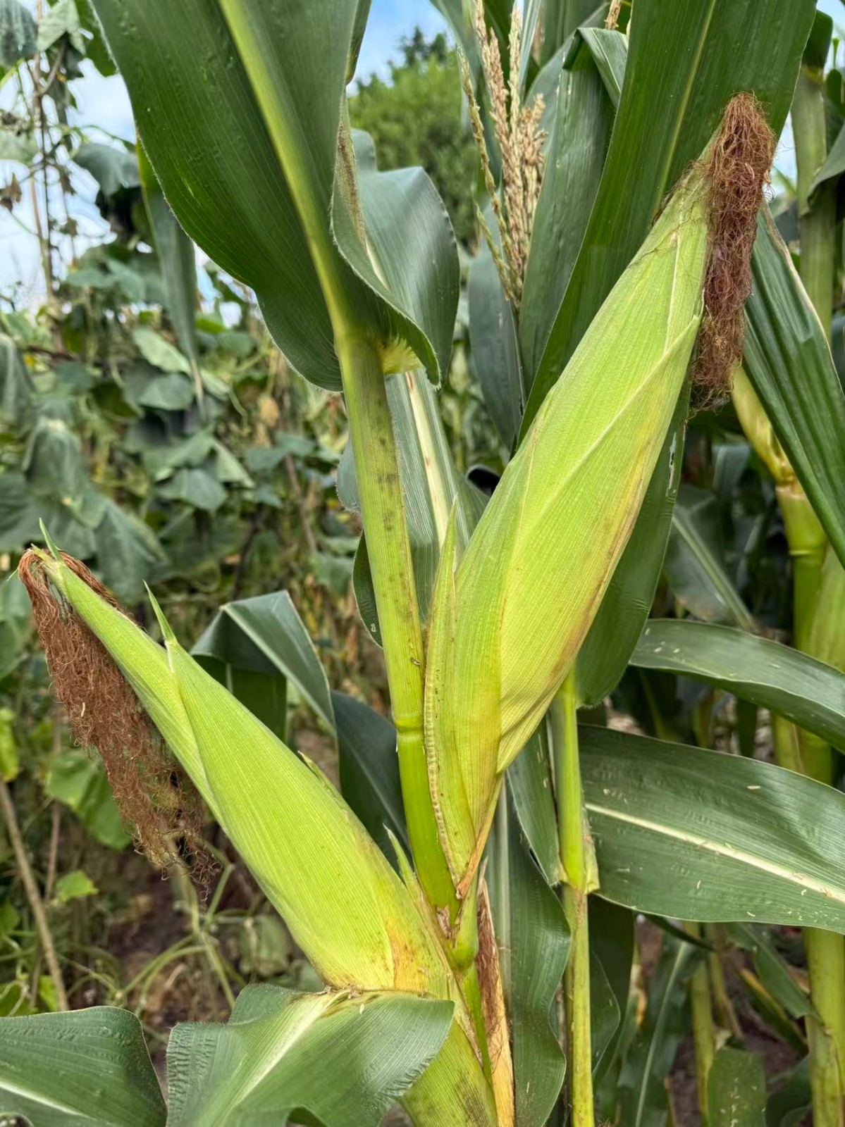 Organic Sweet Sticky Waxy White Glutinous Corn Non-GMO 糯玉米