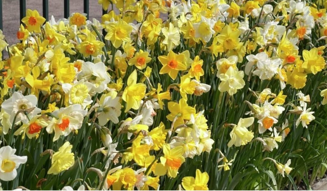 50 Mixed Daffodil Bulbs Assortment FREE SHIPPING