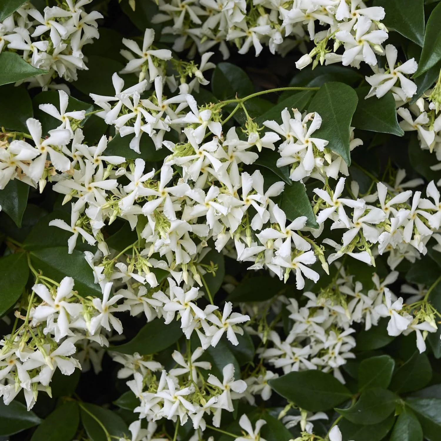 200+ Mixed Star Jasmine Flower Seeds — Non-GMO Climbing Jasmine Seeds Fragrant