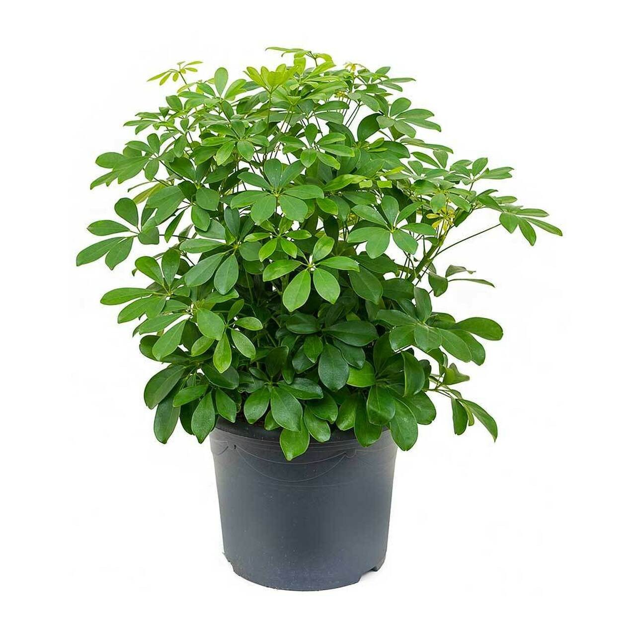 Umbrella Plant. Schefflera Arborcola 10 Seeds. Free Shipping!