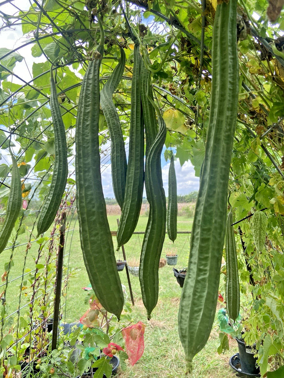 LUFFA (RIDGE GOURD) – 15 Fresh Seeds – FREE Shipping