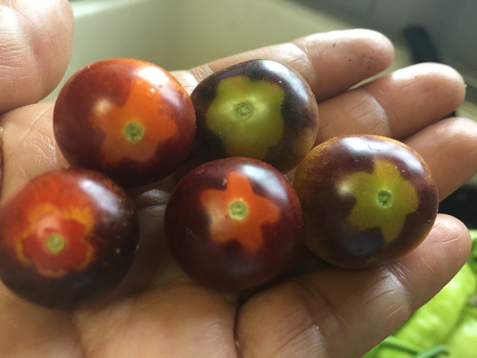 100 seeds Mix Cherry Tomato Orange Sungold, Blue Berries, Yellow Pear, Red +gift