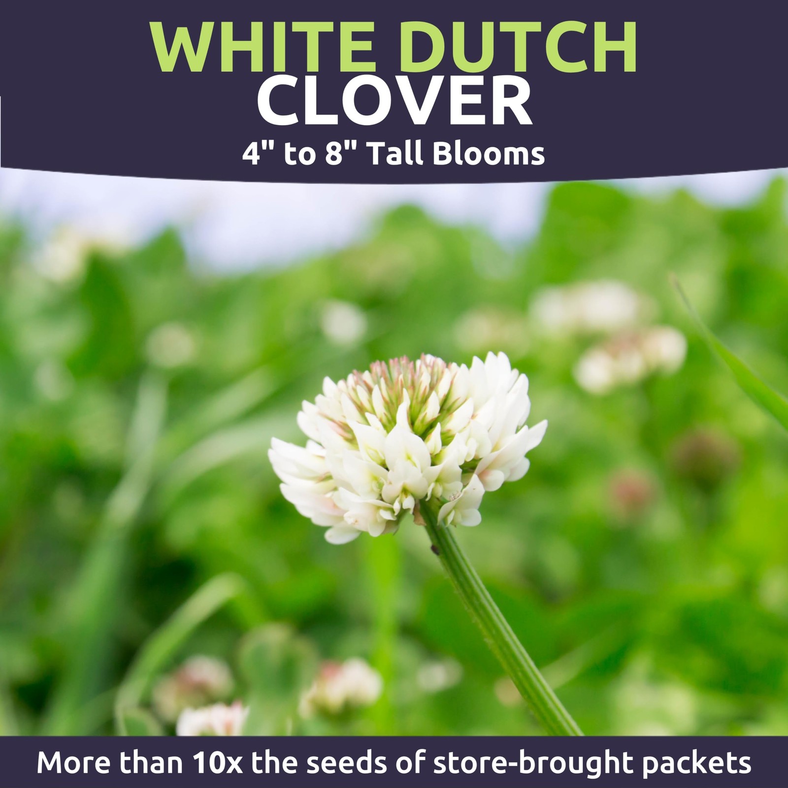 White Dutch Clover – Large 1 Ounce Packet – 1 Pouch (40,000 Seeds)
