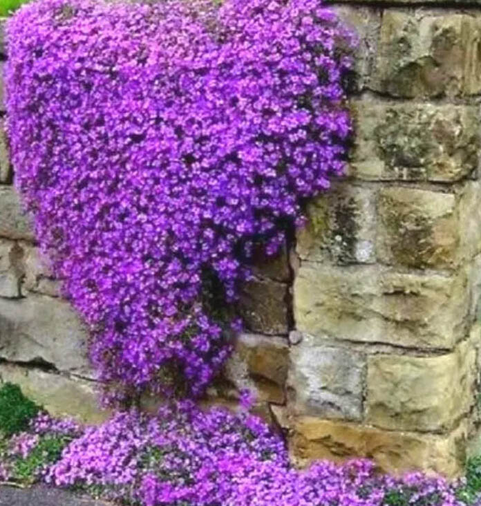 Groundcover ROCK CRESS MIXED COLORS Perennial Purple & White Non-GMO 1000 Seeds