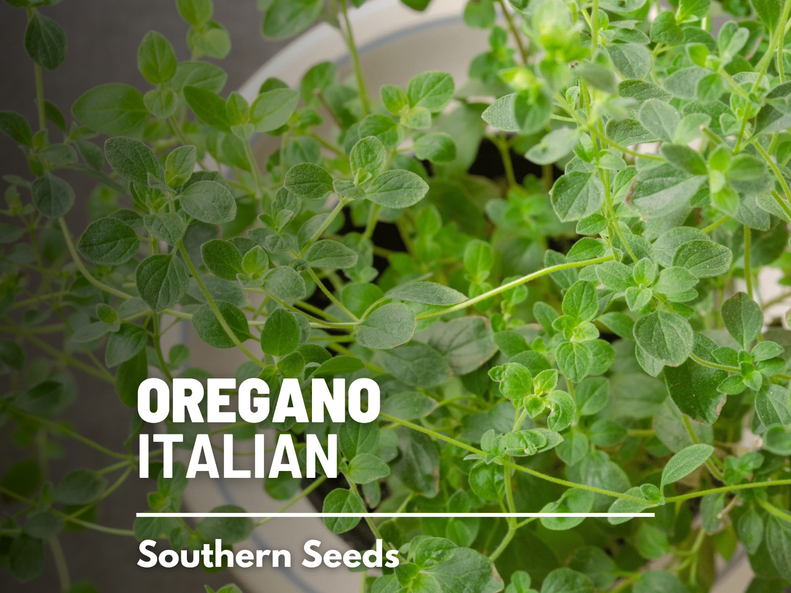 Oregano, Italian – 200 Seeds – Medicinal & Culinary Herb – Heirloom