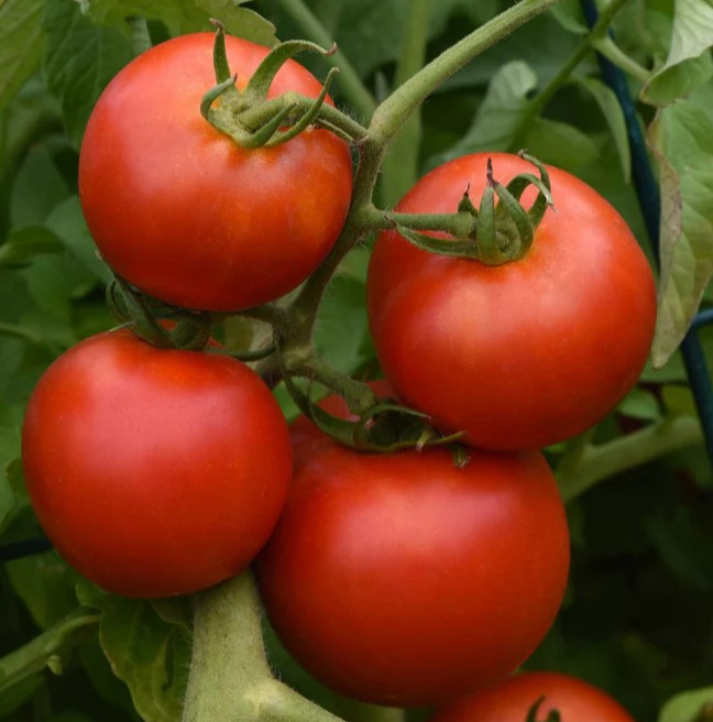 Early Girl Bush Hybrid Tomato Seeds – 25 Seeds