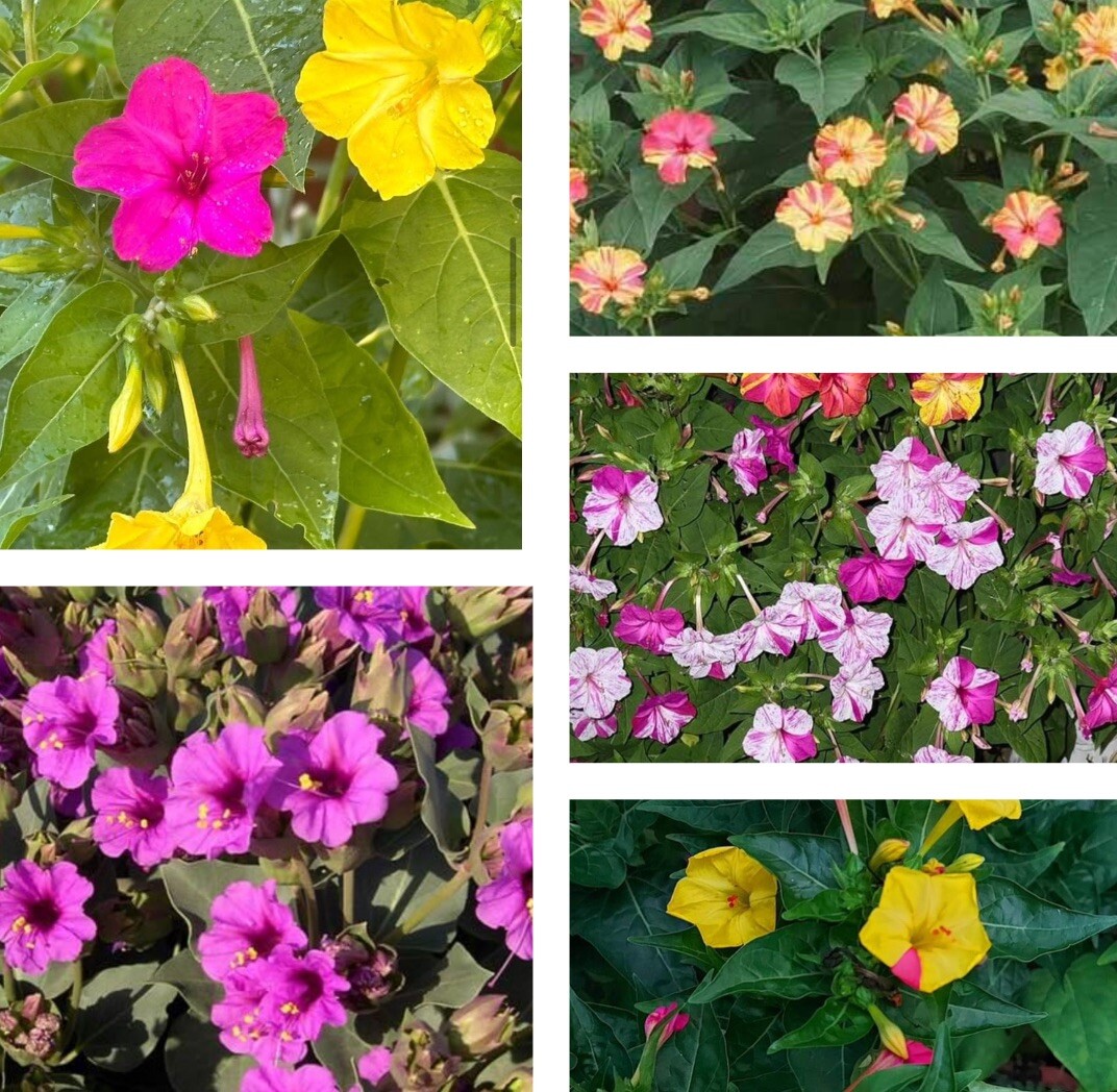 25+ SEEDS Four O’Clock MIRABILIS Jalapa Mix Colors. FREE SHIPPING