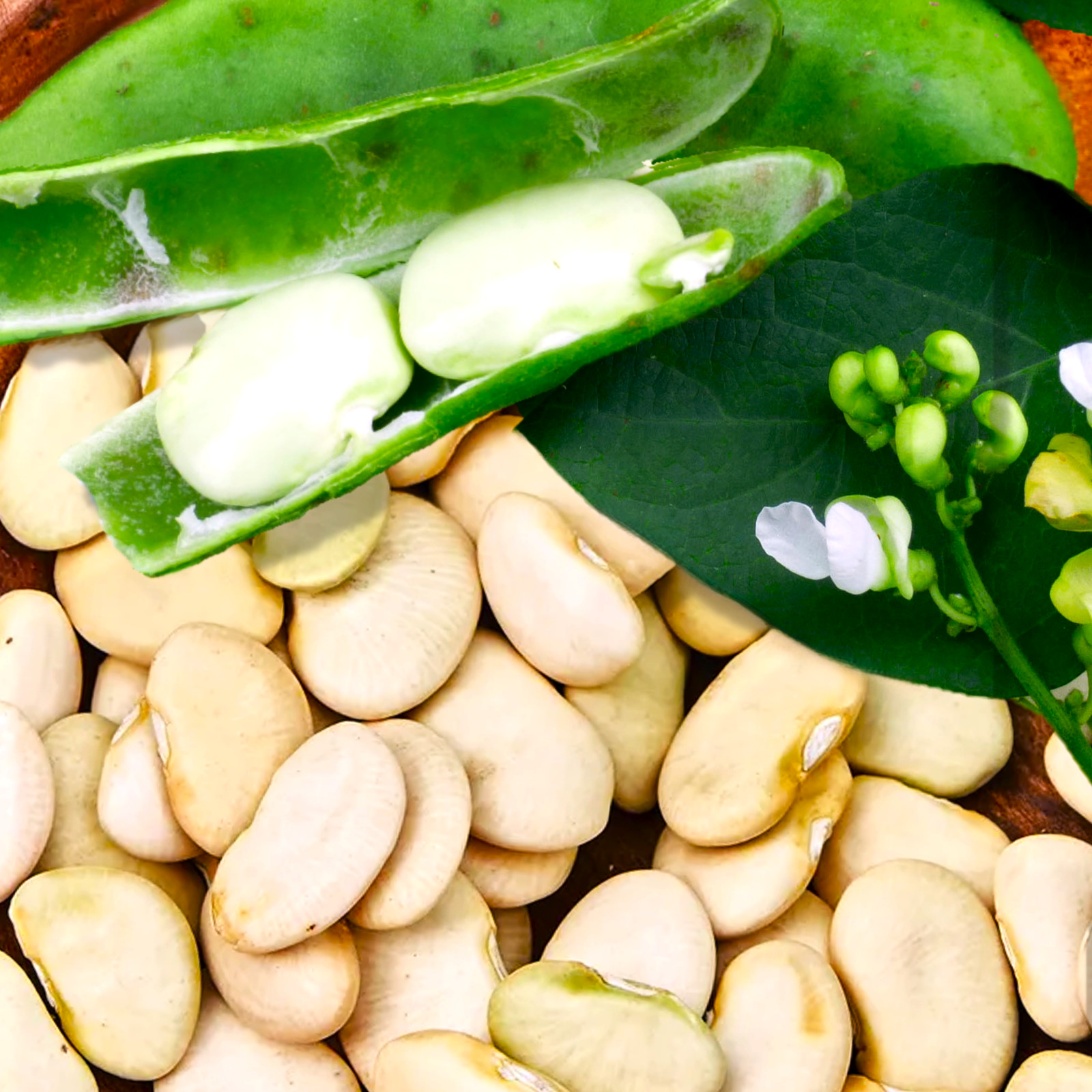 King of The Garden Pole Lima Bean Seeds | Giant Heirloom Limas Beans Seed 2025