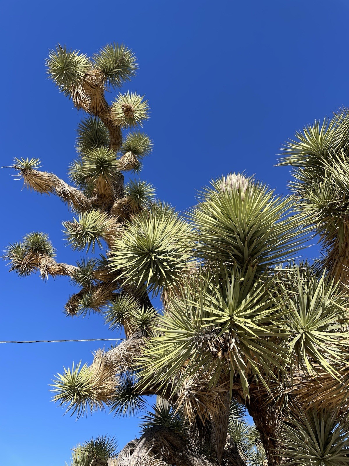 500 Joshua Tree seeds – Mojave Desert 2024 Harvest (Tested)
