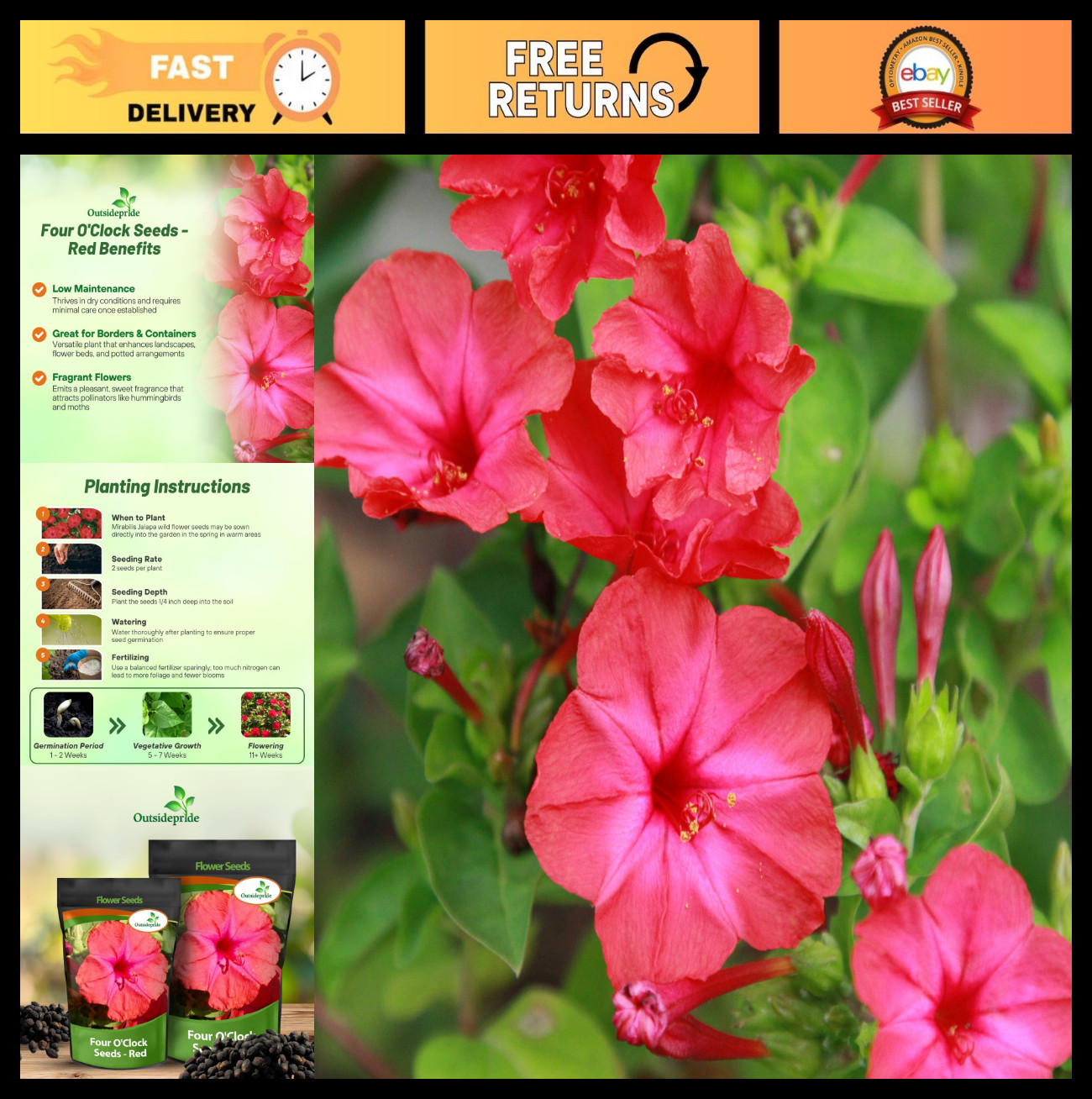 Red Four O’clock Flower Seeds – 1/4 lb Perennial, Fragrant Trumpet Blooms, Easy