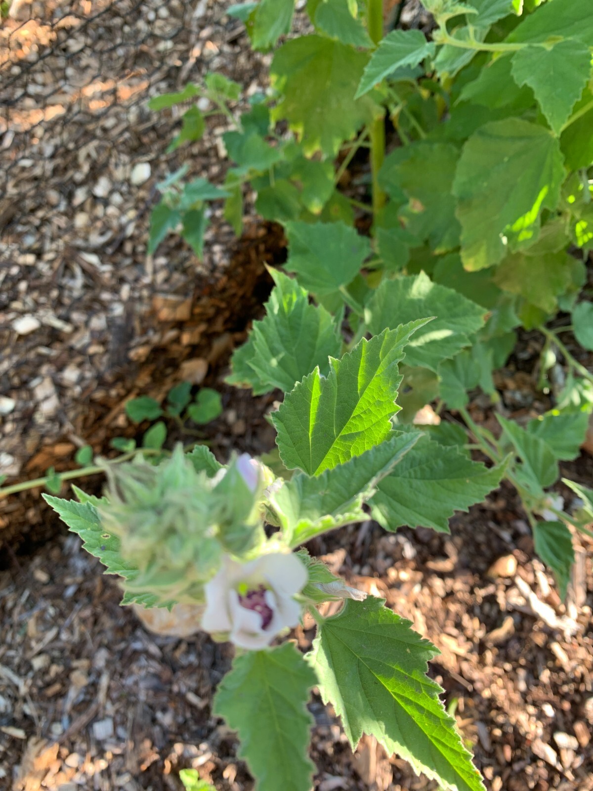 25 Organically Grown Marshmallow Seeds (Althaea Officinalis) – Medicinal Herb