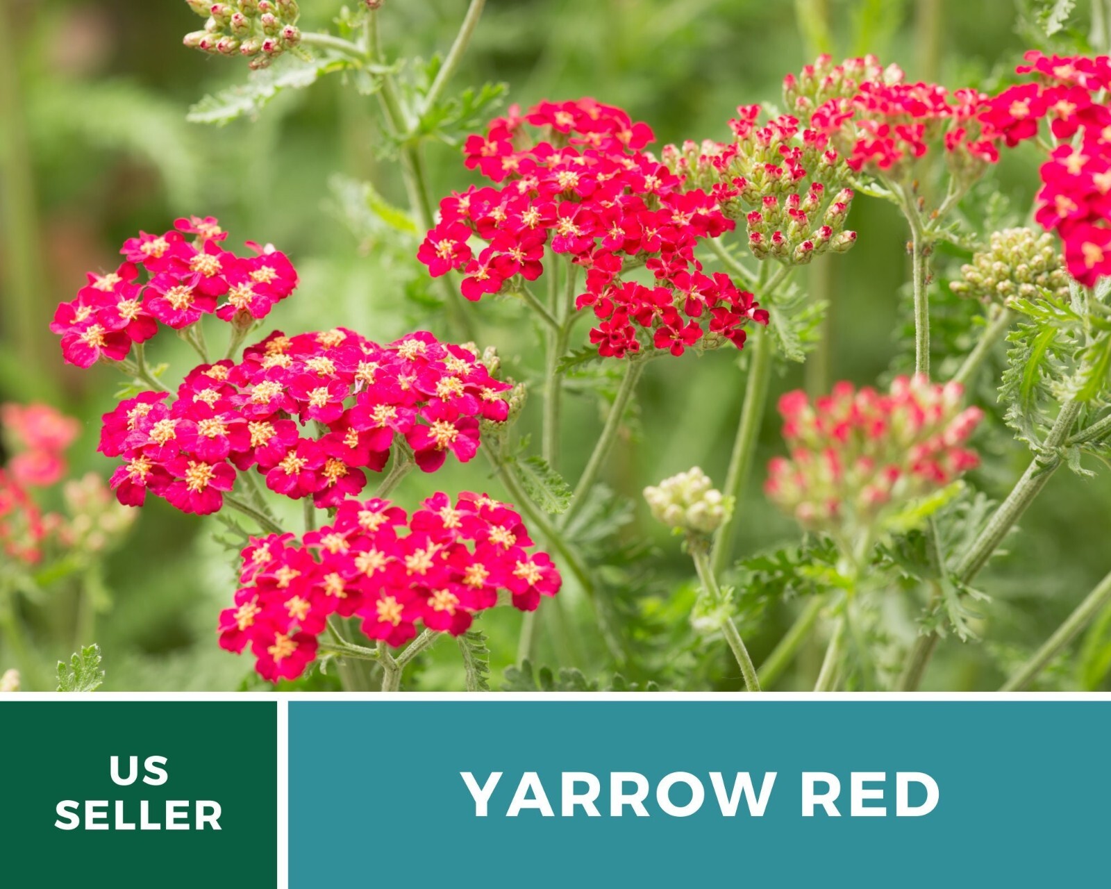 Yarrow, Red – Heirloom Seeds – Medicinal Herb – Pollinator Friendly