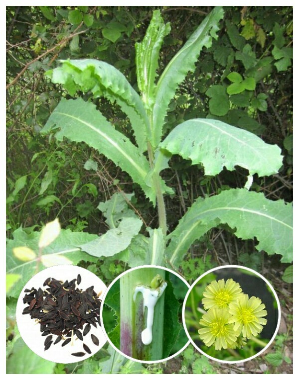 50+ Wild Lettuce Seeds (Lactuca virosa) Packed for Spring 2021 *Free S&H*
