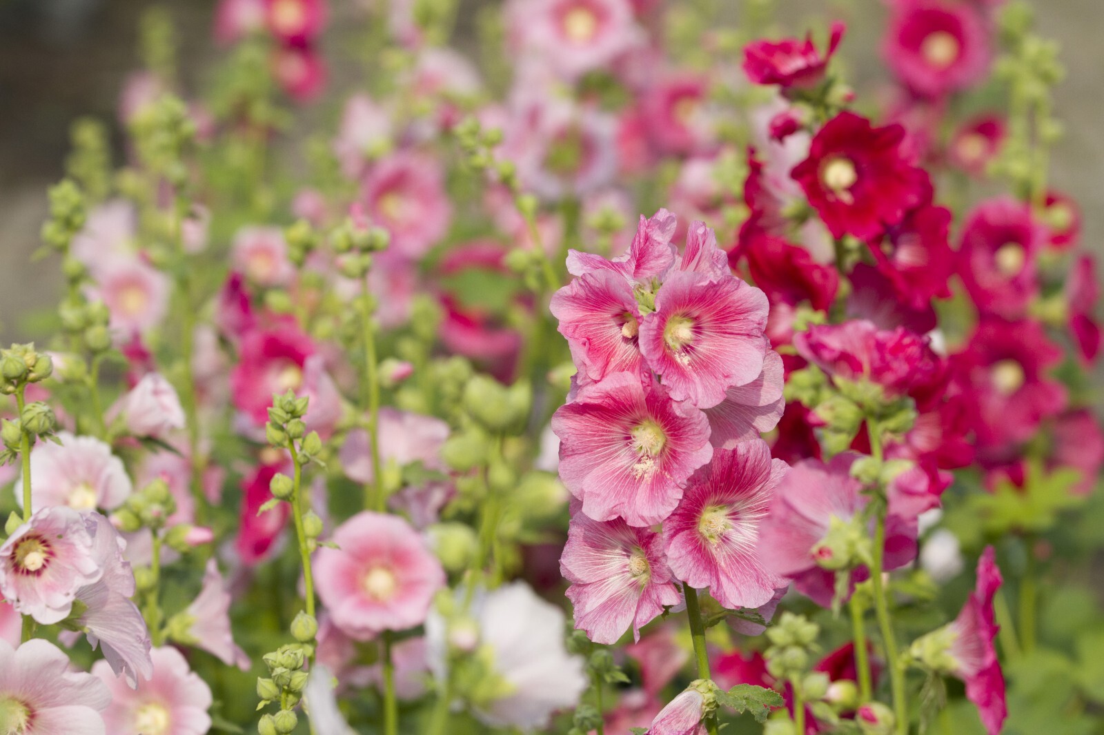 GIANT HOLLYHOCK MIXED COLORS 50 SEEDS, HARDY PERENNIAL, EZ TO GROW, USA SELLER