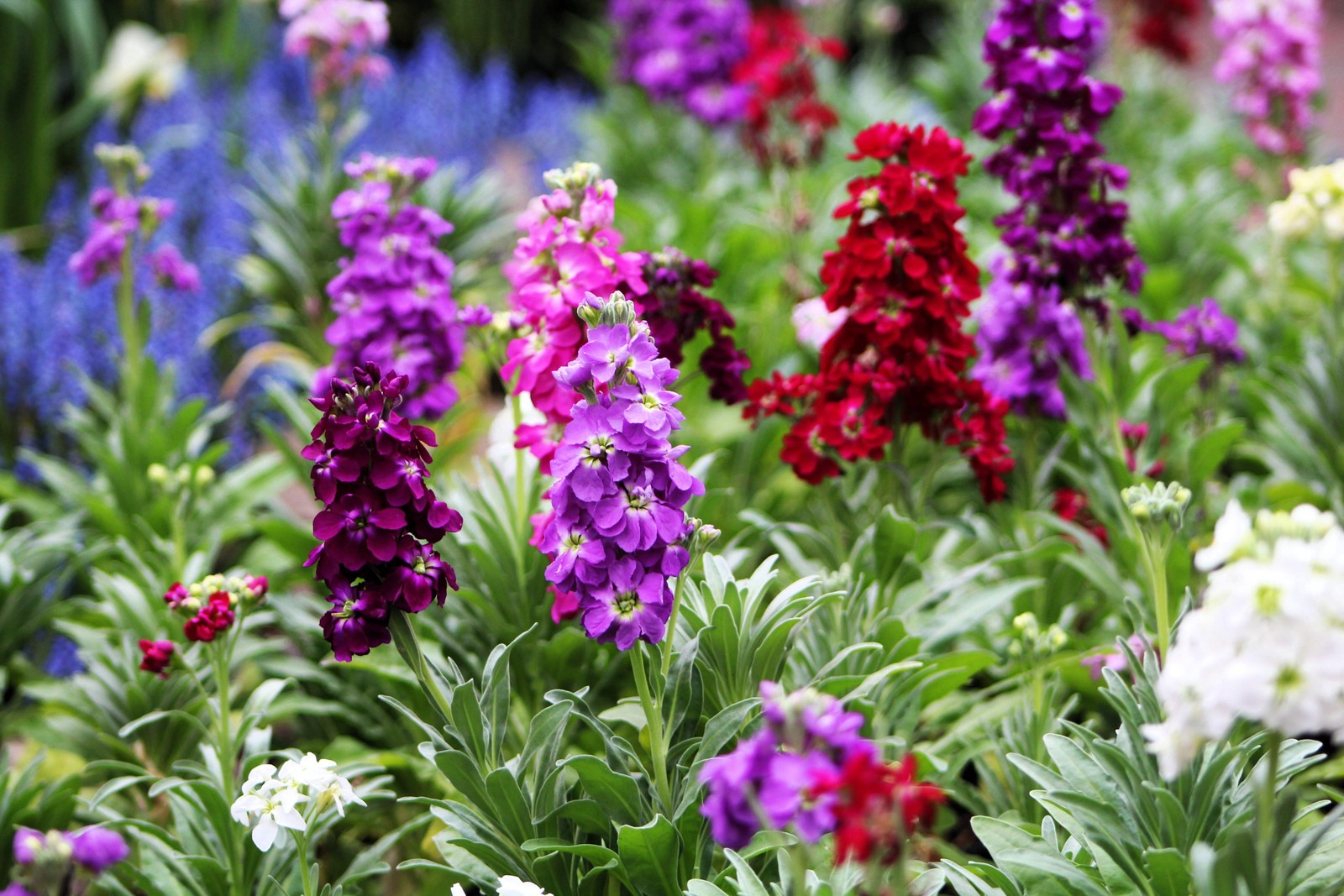 50 MIXED COLORS STOCK Matthiola Incana Ten-Week Gillyflower Blue White Pink Red