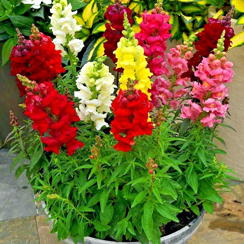 2001+SNAPDRAGON TETRA MIX Flower Seeds Spring Fall Garden Patio Container Easy