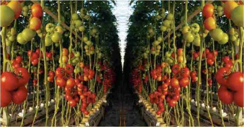 30+ Trip L Crop Tomato Seeds – TOMATO TREE — 15 FOOT VINES — HUGE ——- RARE
