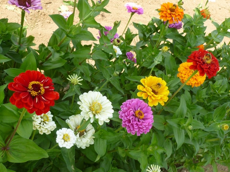 California Giants Zinnia Mix Seeds, Bright Colors, Cut Flowers, Stunning