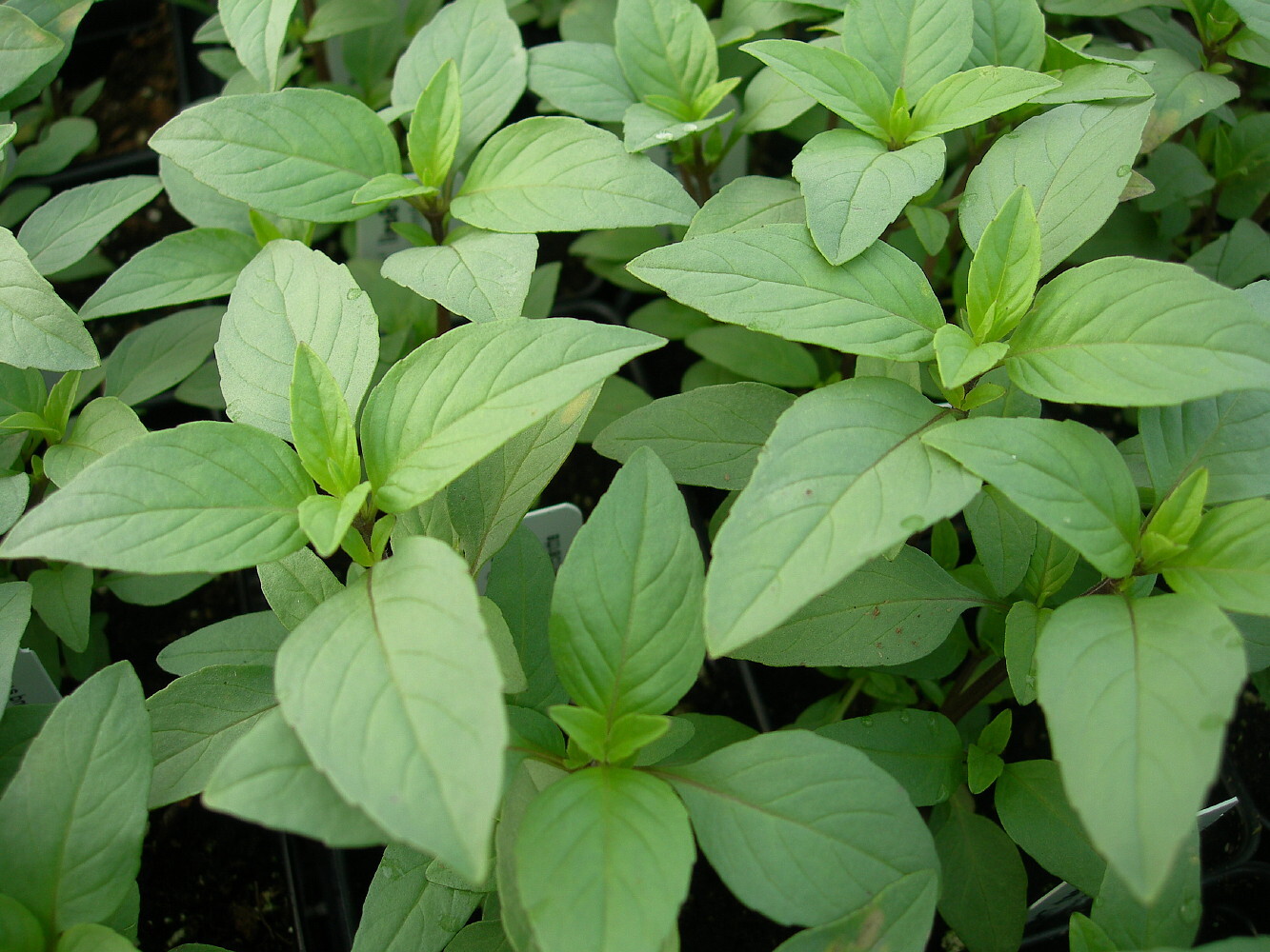 Lime Basil Seeds, Hoary Basil, NON-GMO, Variety Size Packets, FREE SHIPPING