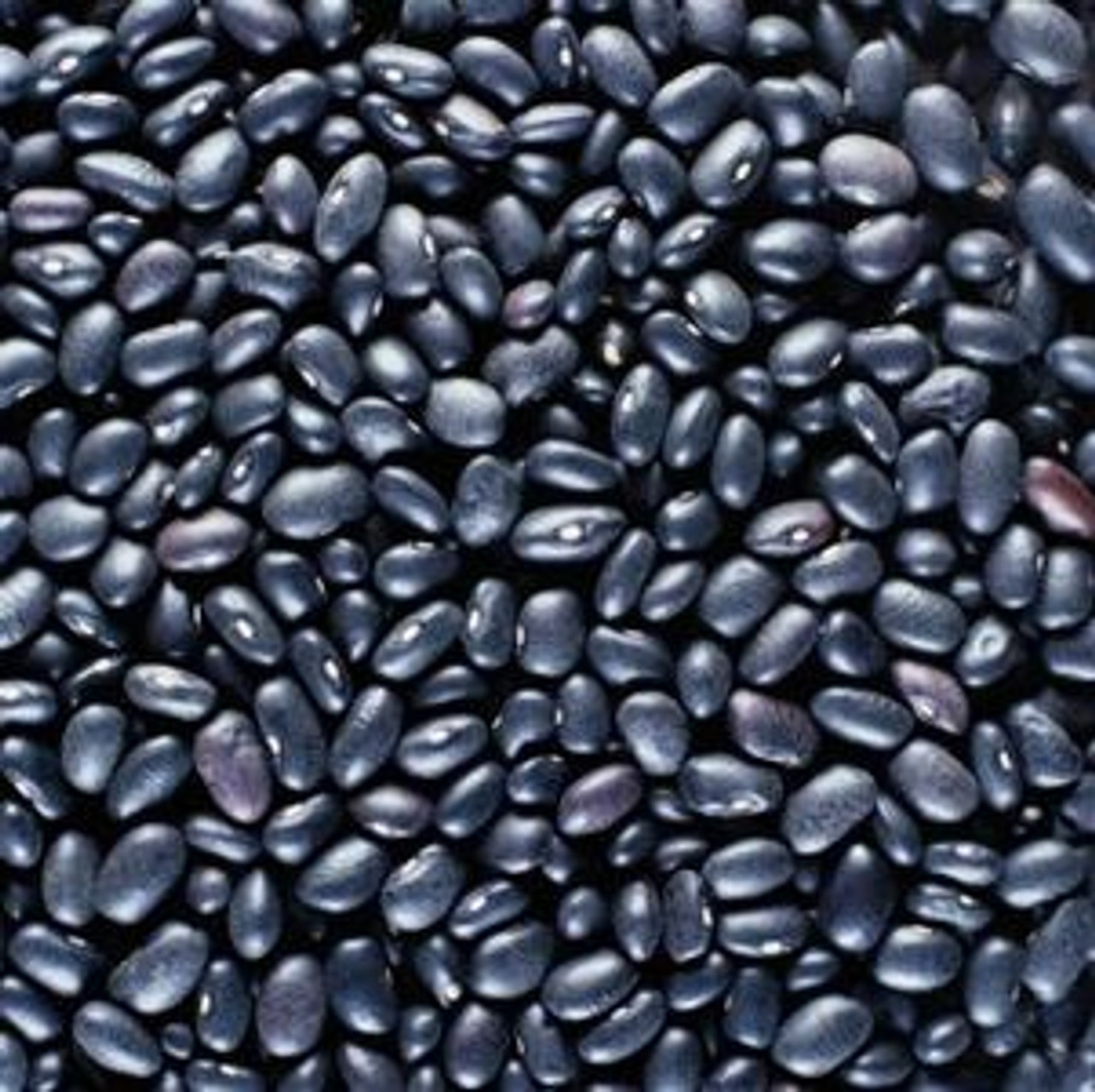 Black Turtle Bean Seeds Treated. FREE SHIPPING!