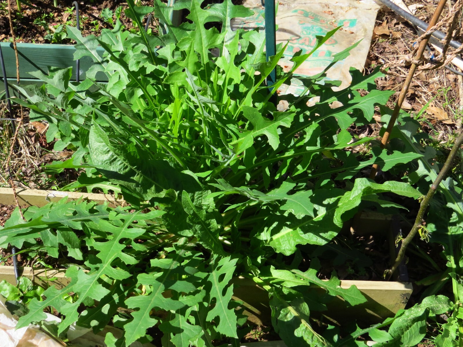 100 Wild/Opium Lettuce Seeds(LactucaVirosa)Medicinal Edible Plant.US grown seeds