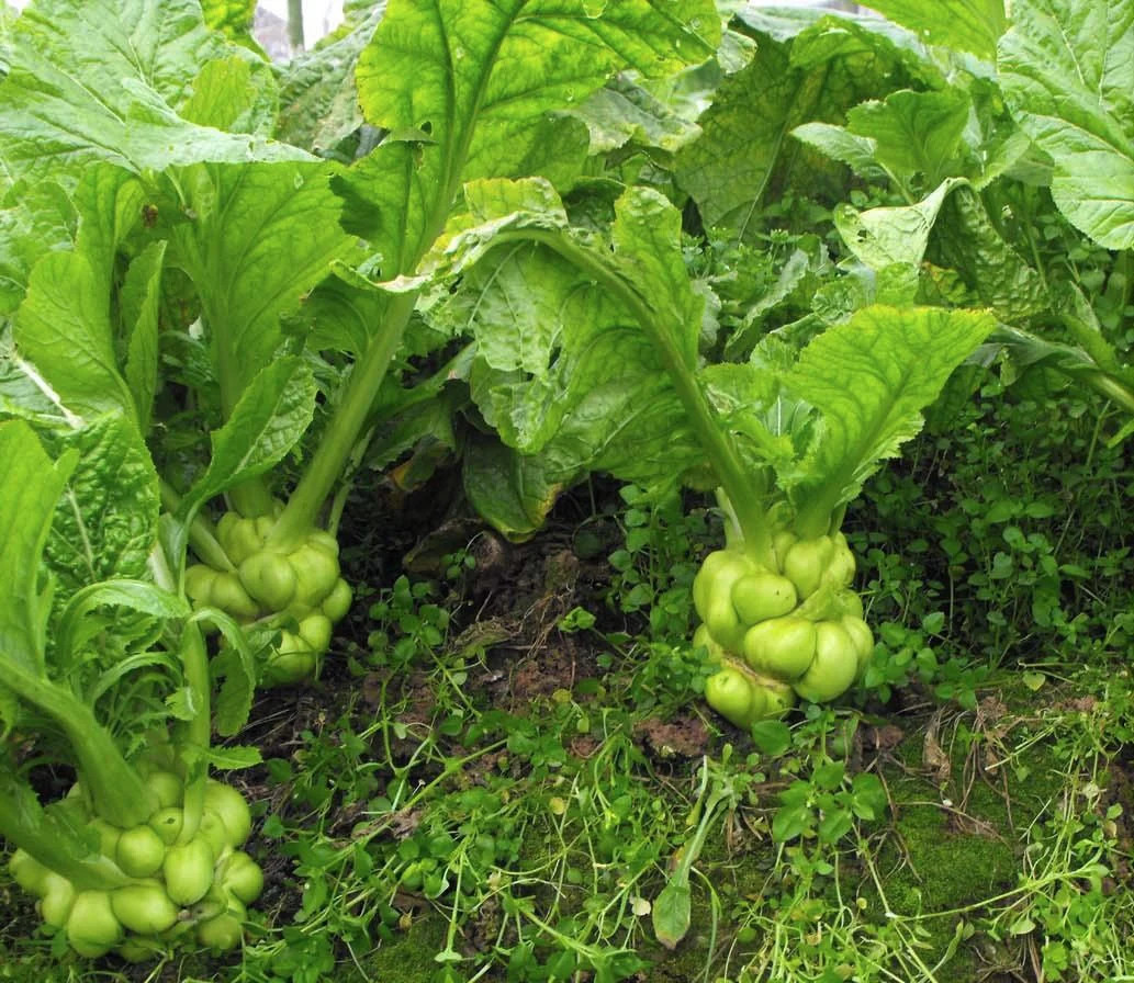Chinese Stem Mustard Tuber Seeds (Zha Cai) | 搾菜 Swollen Knob Tsa Tsai Seed 2024