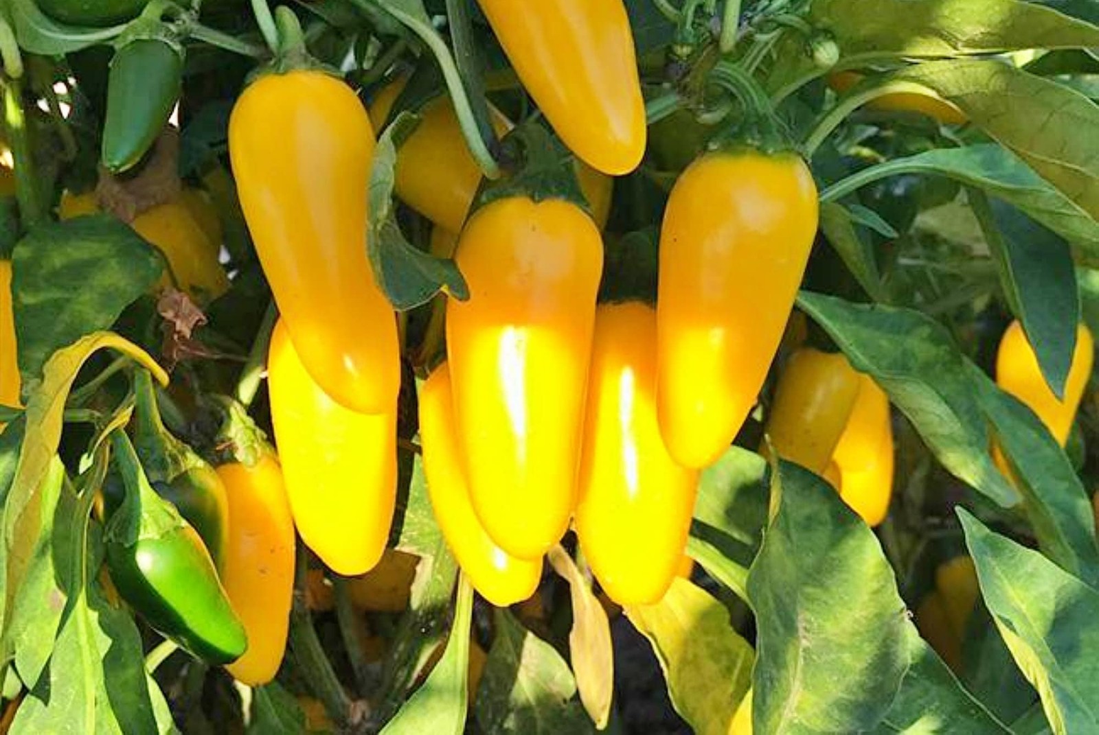 Lemon Spice, Jalapeno Pepper