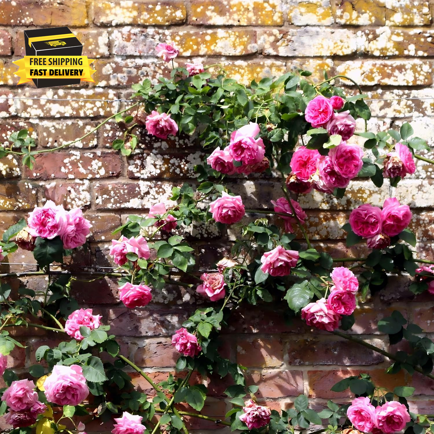 Carpetc 250+ Mixed Climbing Rose Seeds for Planting, Rosa Hybrid Rambling Vine w