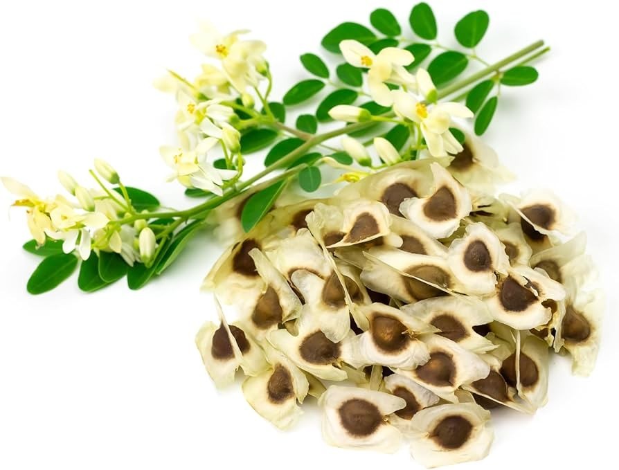 50+Moringa Seeds for Planting and cooking
