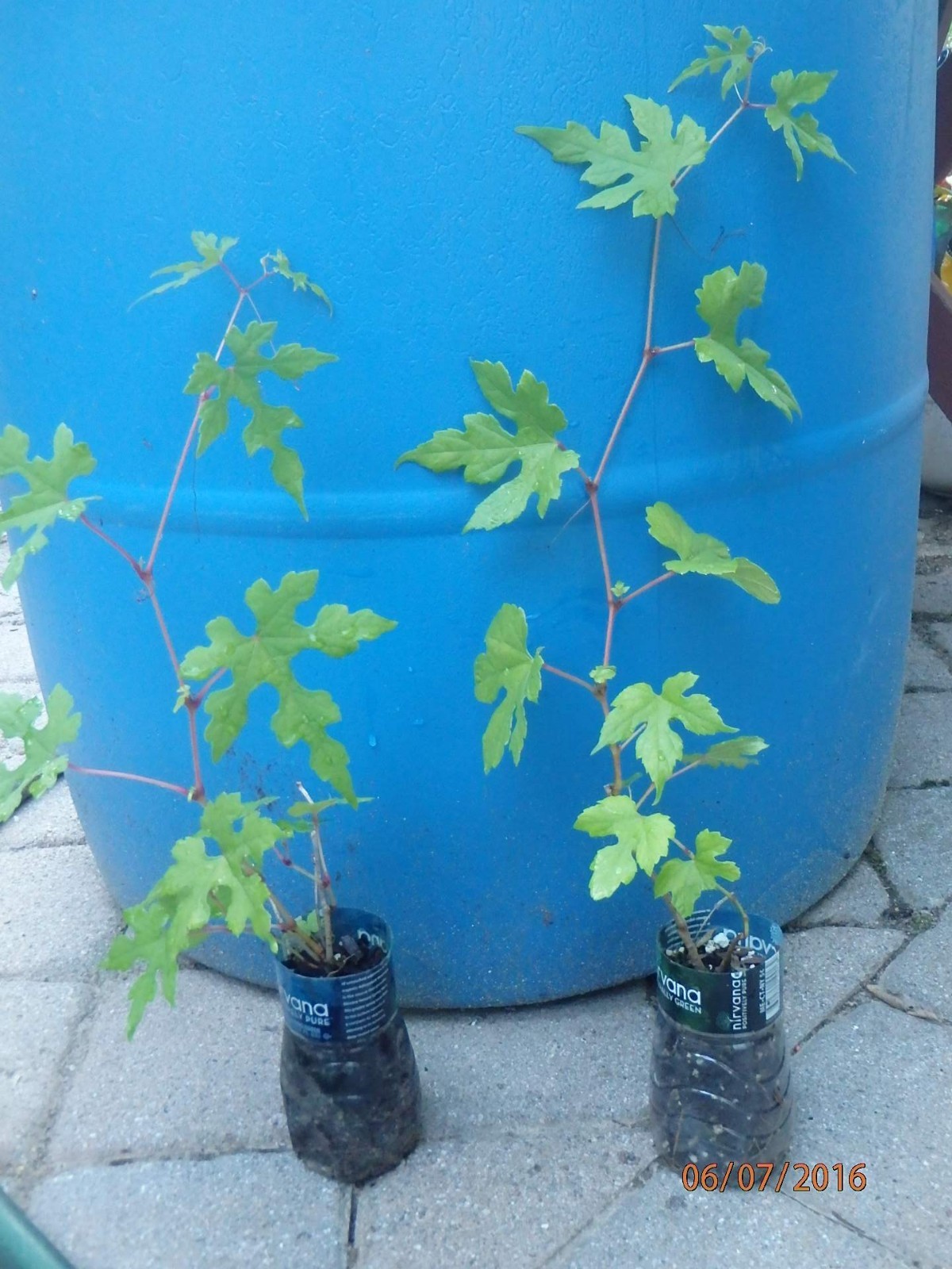 Porcelaine grape vine live plant, Ampelopsis hardy liana blue rare berries 1y.o.