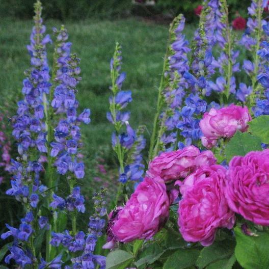 Penstemon ROCKY MOUNTAIN Perennial Beardtongue Hummingbirds! Non-GMO 200 Seeds