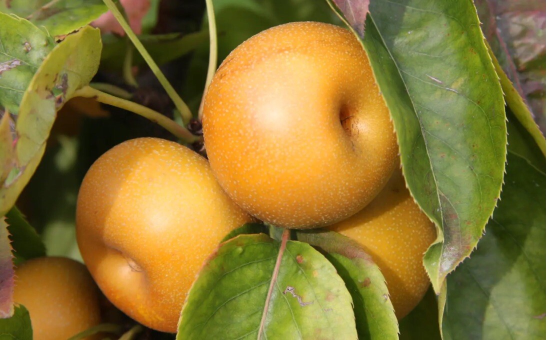 8-12” tall Shinko Asian Pear Pyrus pyrifolia ‘Shinko’ 1 grafted potted plant