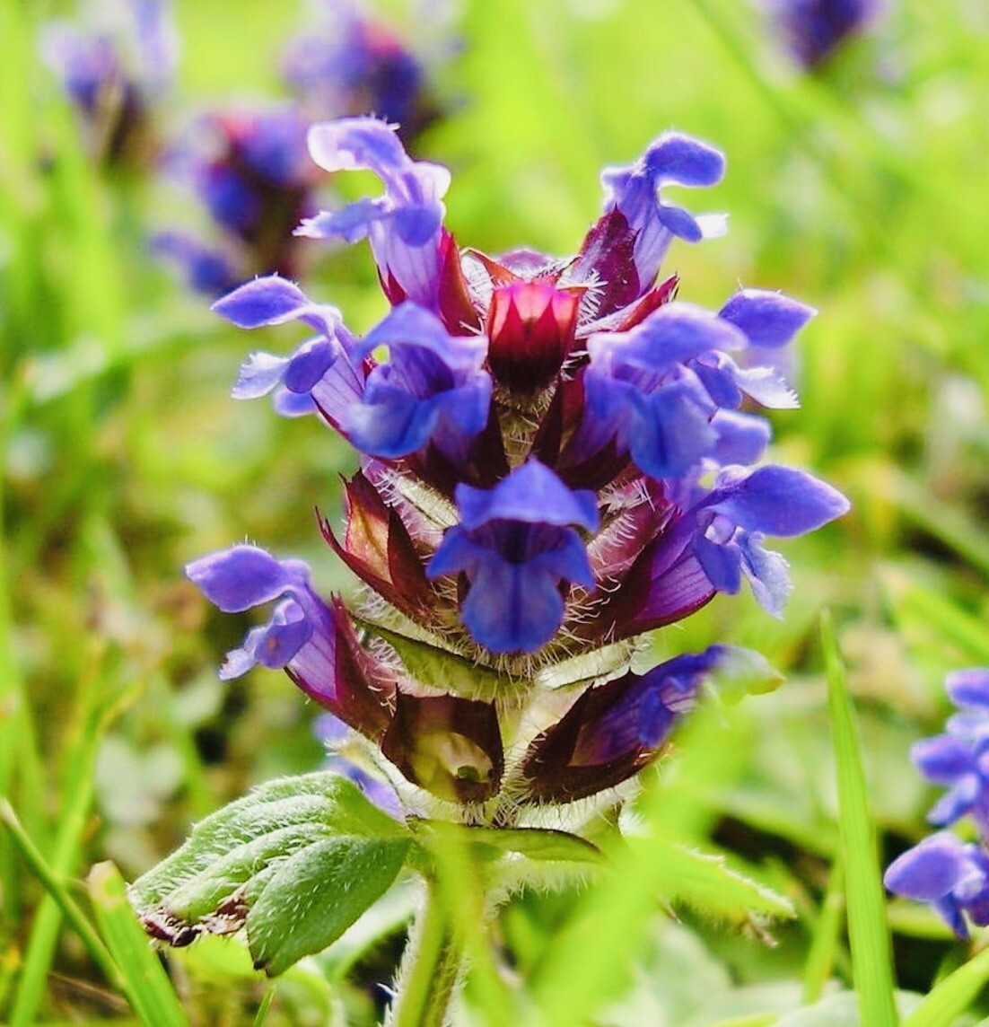 500 Allheal Seeds – Prunella vulgaris – Medicinal Herb Seeds – Heal All