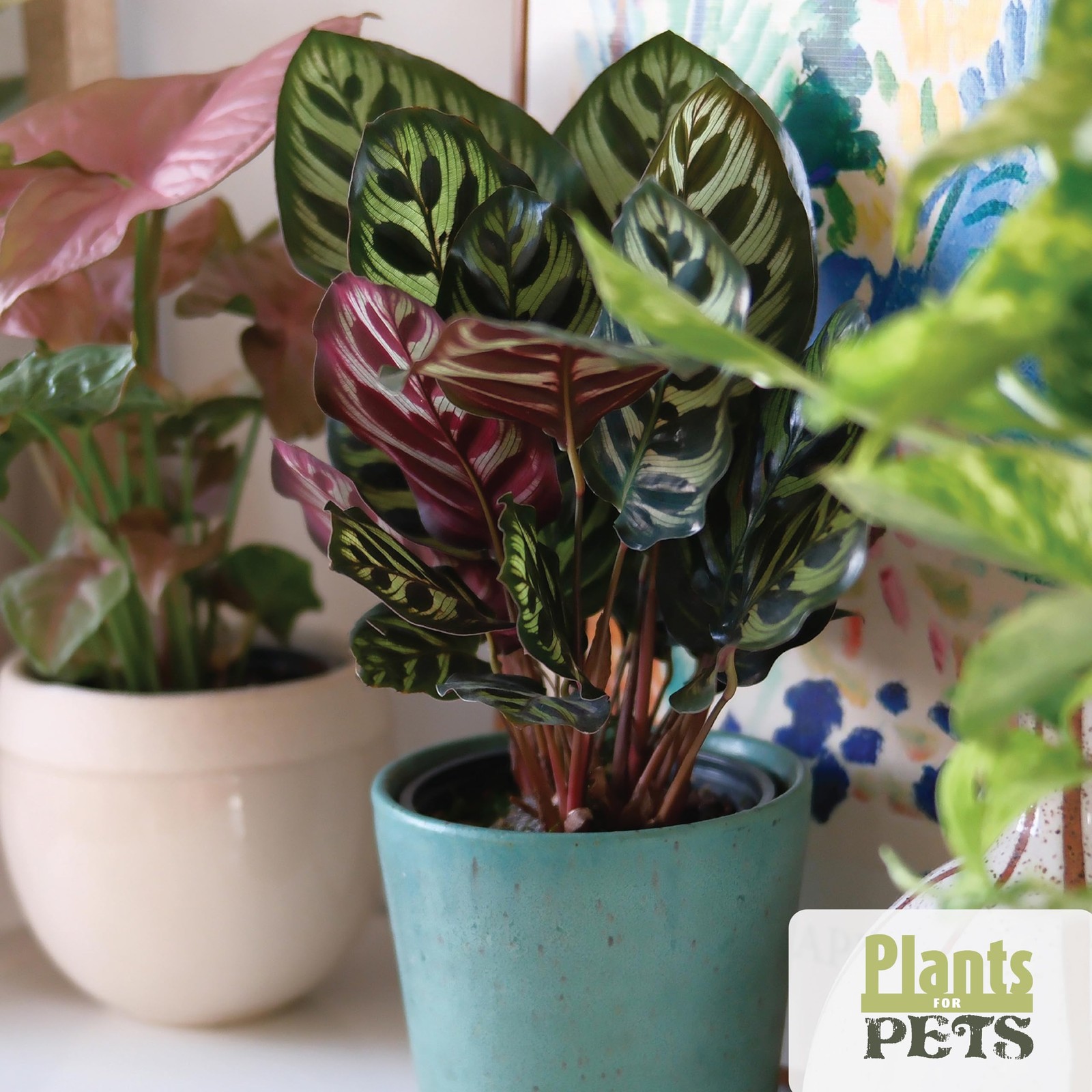 Essential Houseplant Collection (4PK) Live Plants Indoor Plants Live Housepla…
