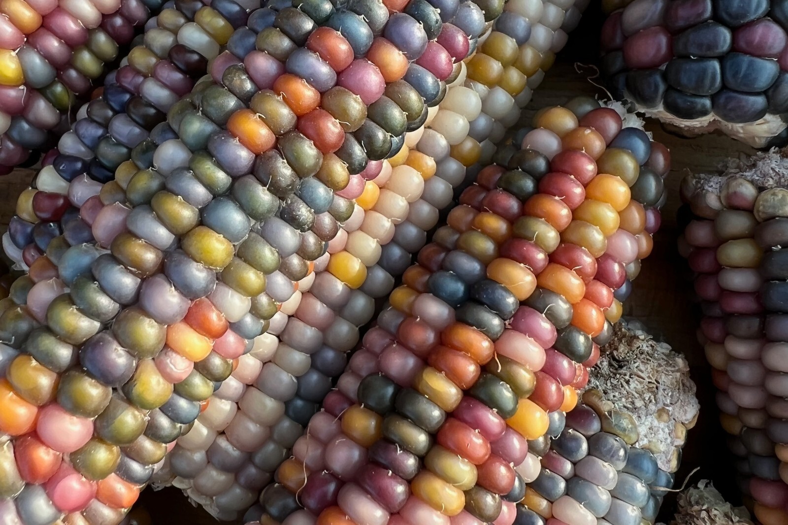 Glass Gem Corn Seed Packet Bulk Organic Non-GMO Kaleidoscopic Colors Heirlooom