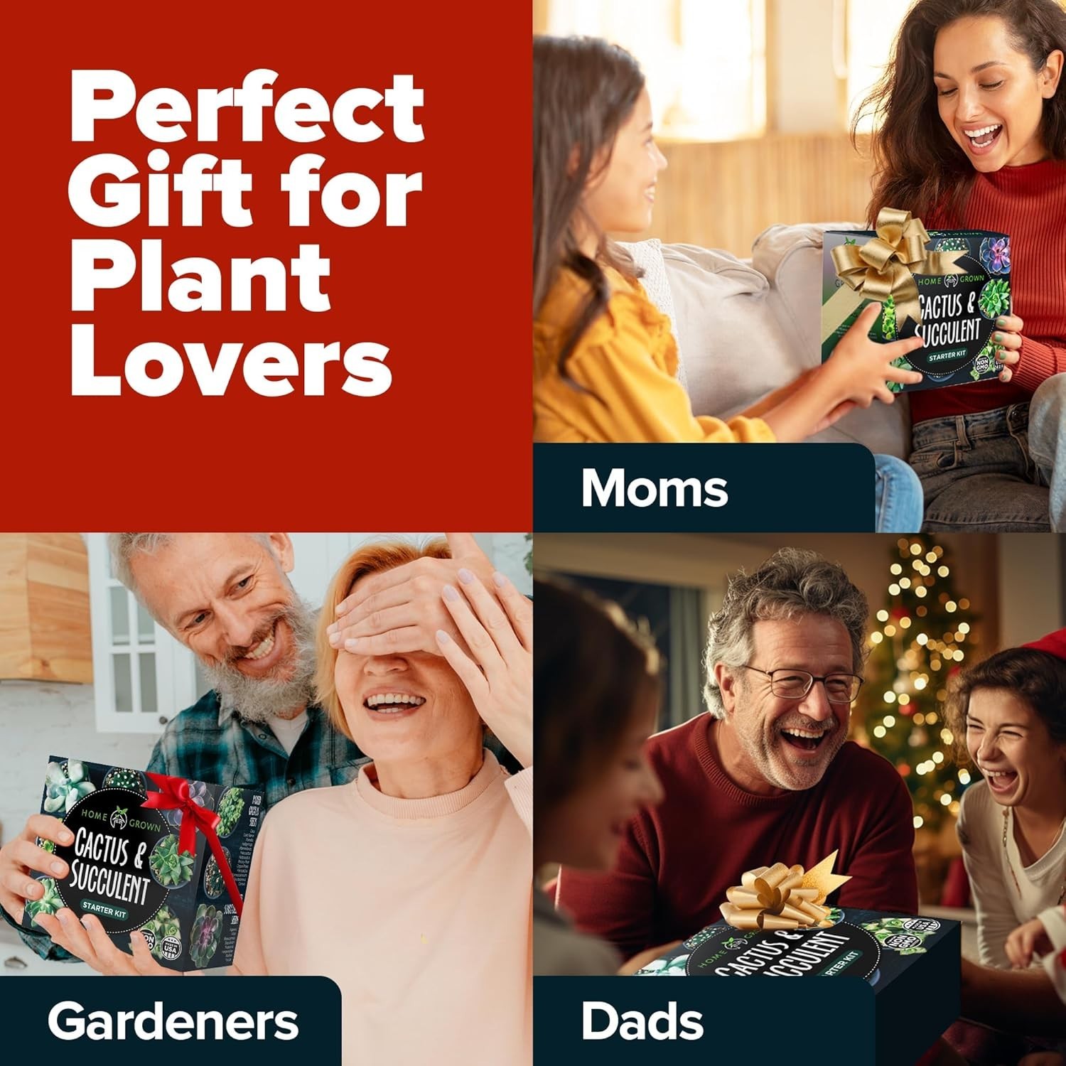 Indoor & Outdoor Cactus & Succulent Starter Kit – All-in-One Gardening