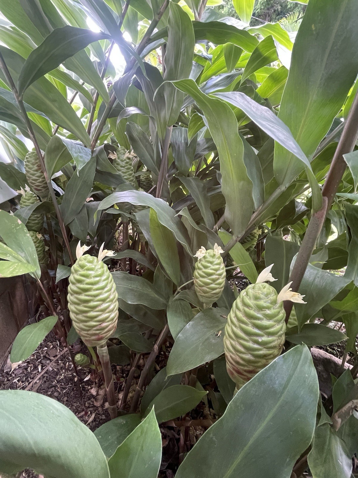 3 HAWAII GROWN Red Shampoo Ginger Rhizomes Zingiber Zerumbet Awapuhi Organic