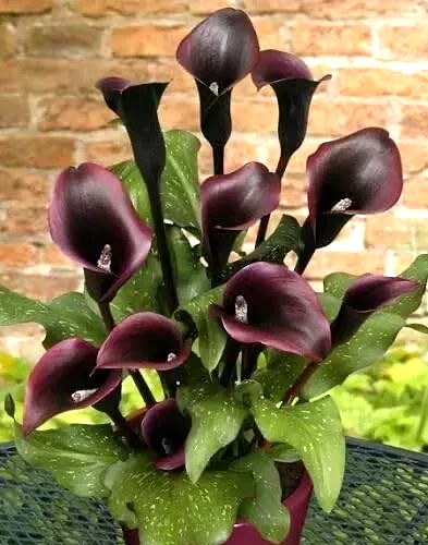 4 Calla Lily Flowers Bulbs Black Schwarzwalder Gothic Flower Gardens Plants