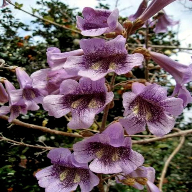 100 Royal Empress Tree Seeds “FASTEST GROWING TREE in the WORLD”