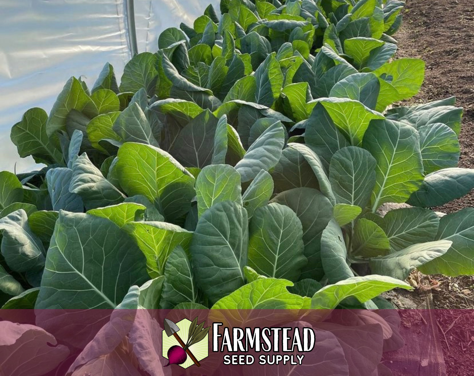 2,700+ Collard Seeds [Morris Heading] Vegetable Gardening, Heirloom, Non-GMO