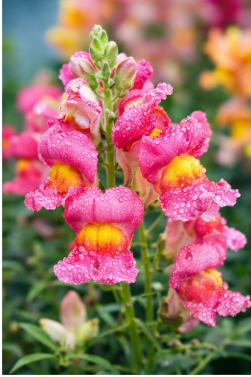Snapdragon Seeds – Tetra Mix (Antirrhinum) | Multi-Color Blooms | Cut Flower