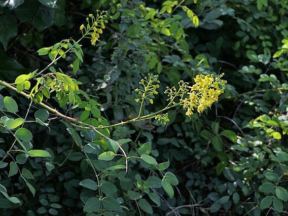 Caesalpinia crista | Gray Nicker | 5 Seeds