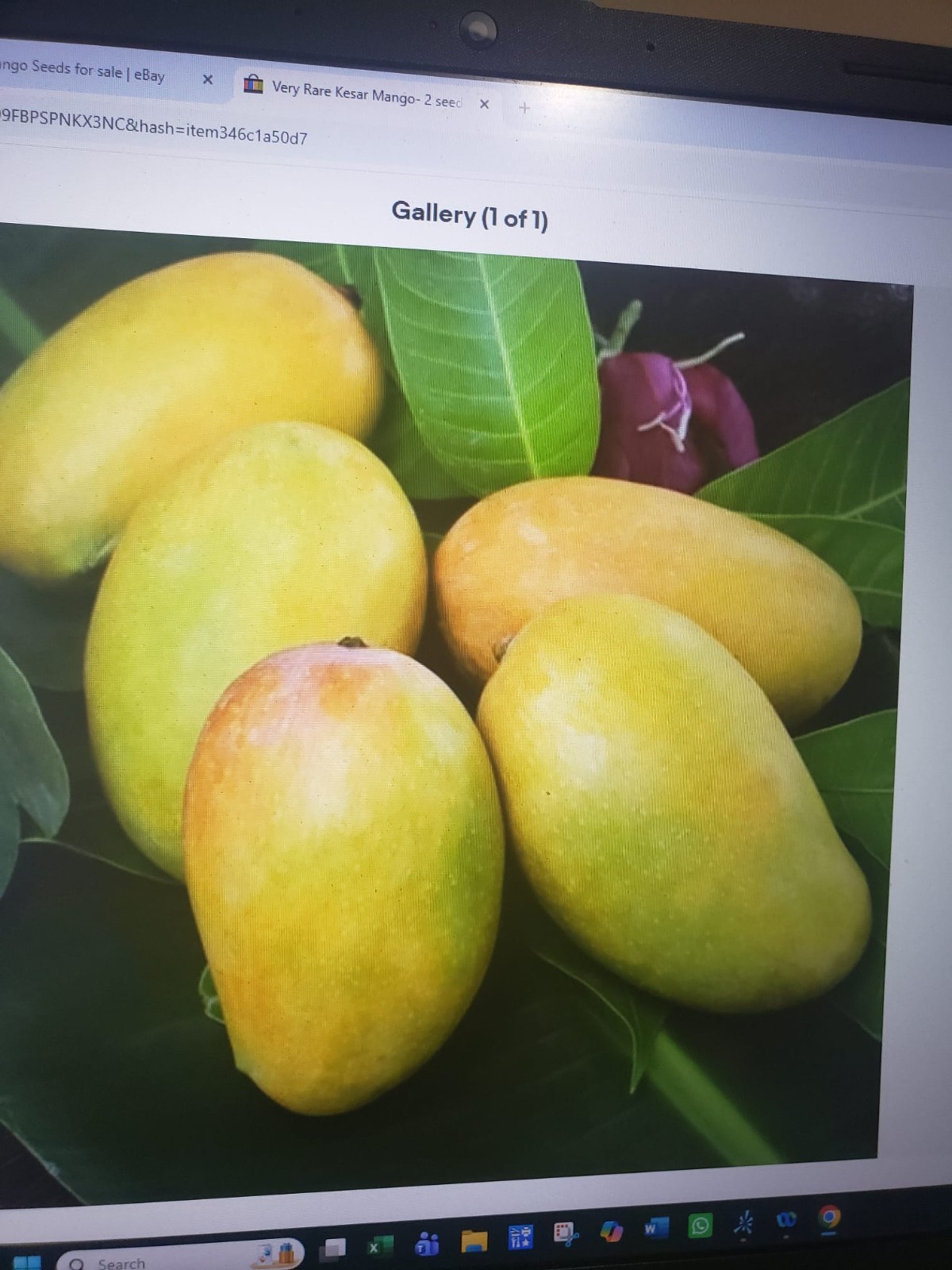 Very Rare Kutch (India) Kesar Mango- 2 seeds, USA seller-Free Shipping