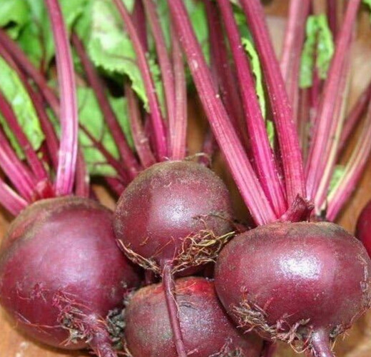 RUBY QUEEN BEET SEEDS 100+ ROOT vegetable GARDEN beets SURVIVAL FREE SHIPPING