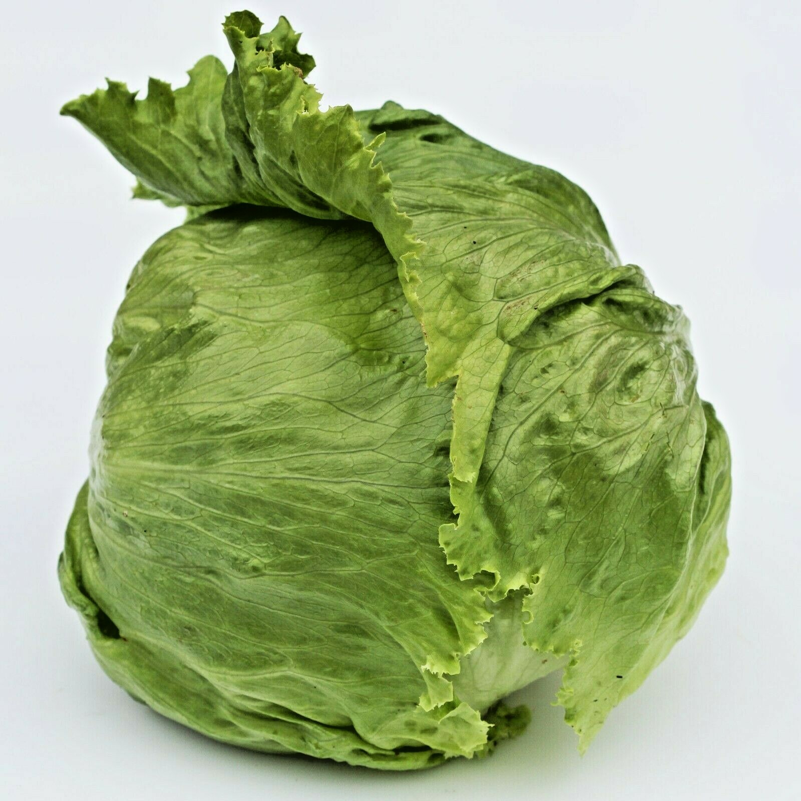 601+GREAT LAKES BATAVIAN Head Lettuce Seeds Organic Spring Fall Garden Container